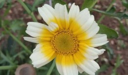 小花最新爆料自己的家事,揭秘明星私生活背后的故事