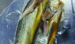 小黄鱼爆料新闻最新消息,最新热点事件深度解析